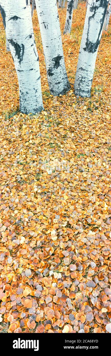 View of fallen leaves and tree stems, Hart Prairie, Coconino National Forest, Arizona, USA Stock Photo