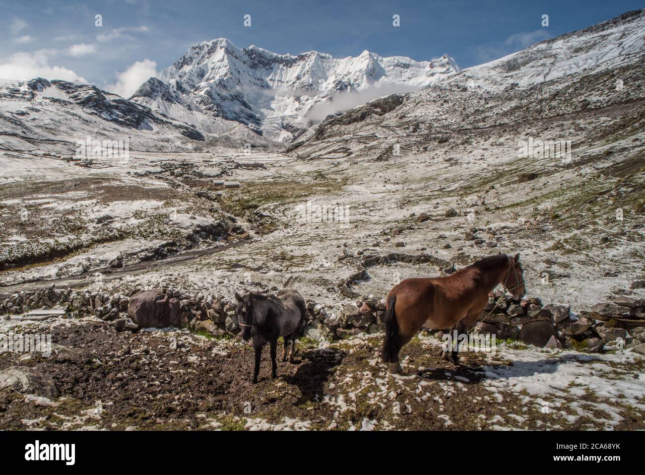A blizzard swept in and morning arrives with the Andean landscape of the Cordillera Vilcanota covered in snow. 2 horses stand outside. Stock Photo