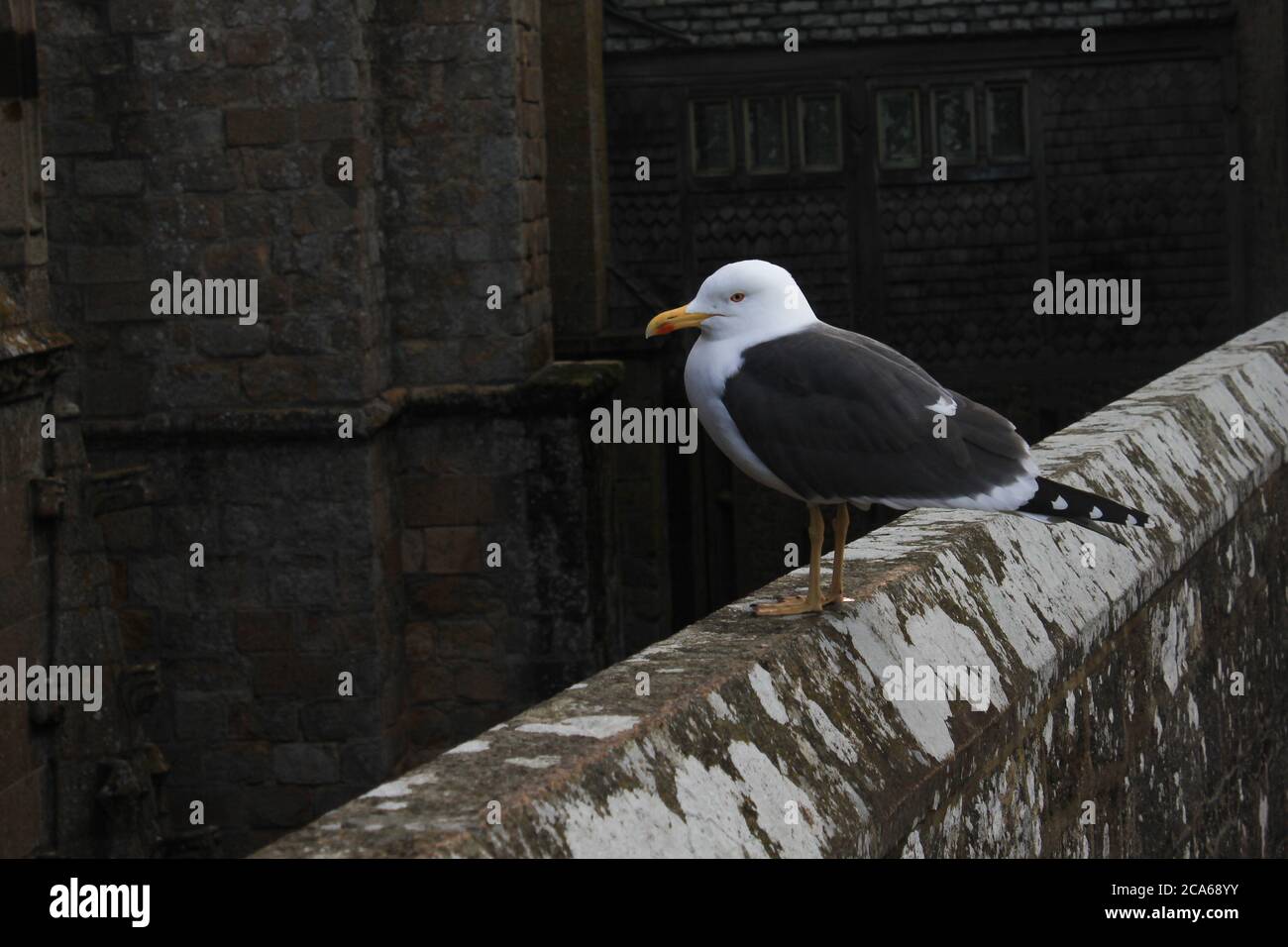 Mont-Saint-Michel / France - April 2020: A seagull is sitting on the ancient wall of Mont-Saint-Michel Abbey Stock Photo