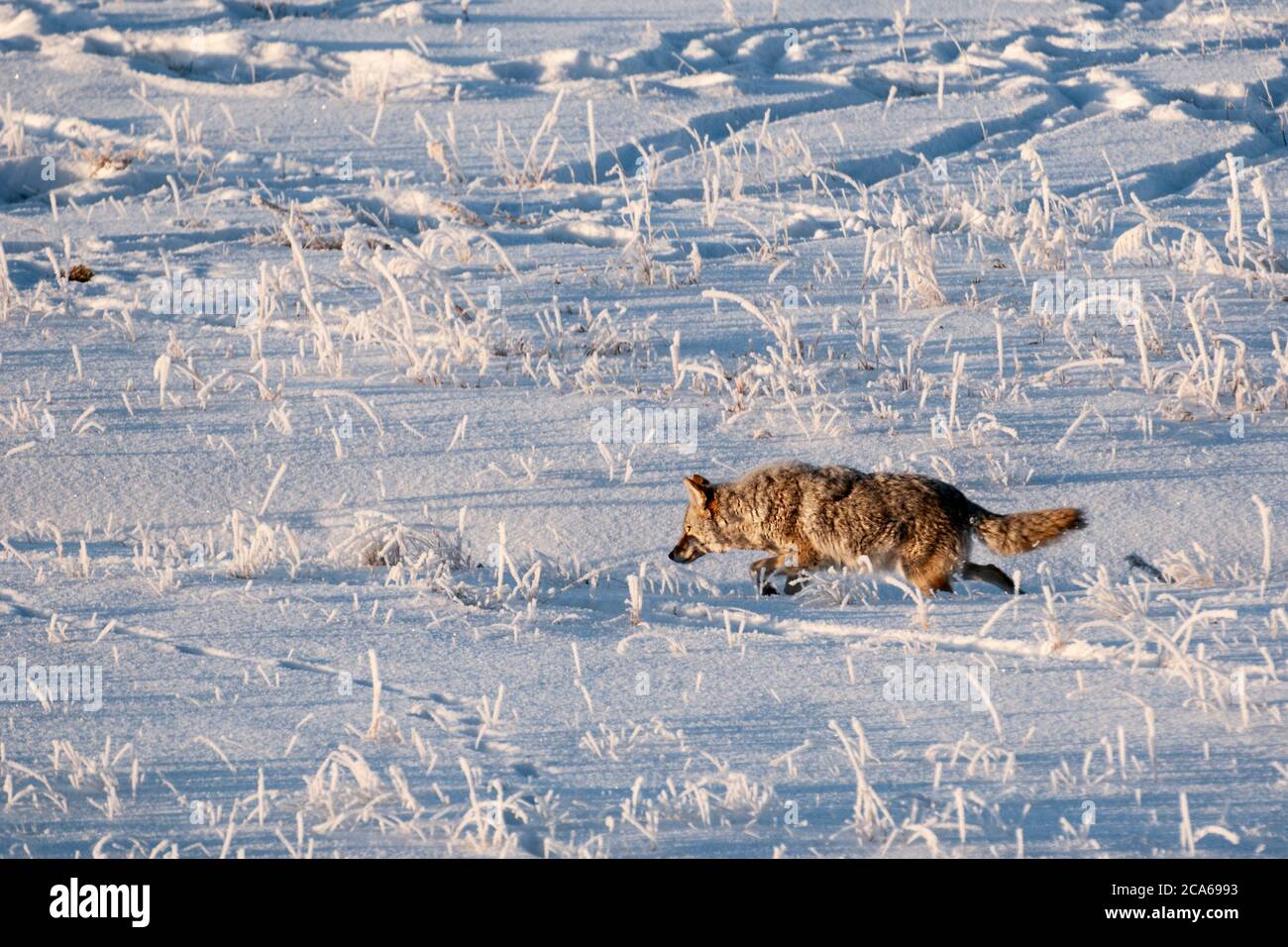 North America; United States; Wyoming; Yellowstone National Park; Wildlife; Mammals; Coyote; Canis latrans; Hunting Mice Stock Photo