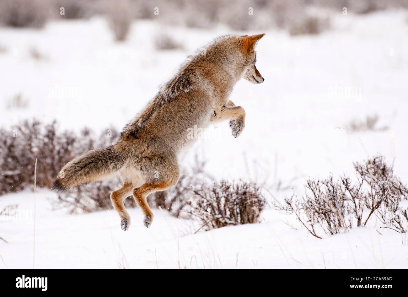 North America; United States; Wyoming; Yellowstone National Park; Winter;  Wildlife; Mammals; Coyote; Hunting Mice. Stock Photo