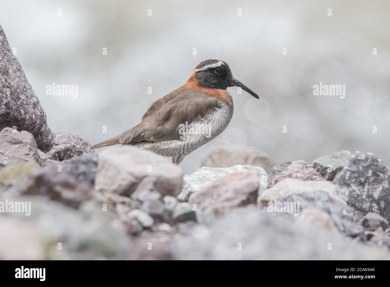The diademed sandpiper plover (Phegornis mitchellii), an elusive little bird from the high Andes in Southern Peru. Stock Photo