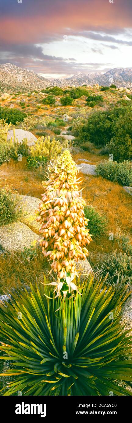 Close up of Spanish Bayonet, Culp Valley, Anza-Borrego Desert State Park, California, USA Stock Photo