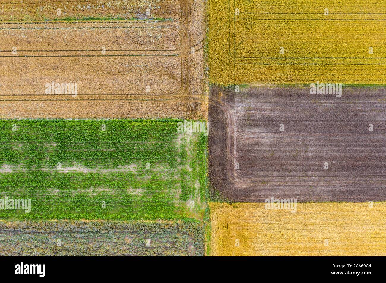 Aerial drone view of natural fields with cultivation of canola, cereal and corn Stock Photo