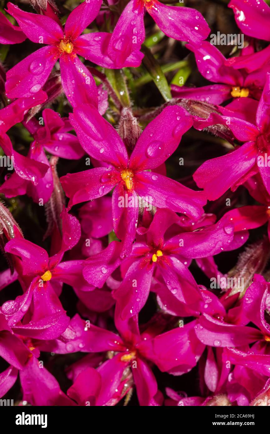 Tufted or Columbia Phlox Flowers (Phlox douglasii) Stock Photo