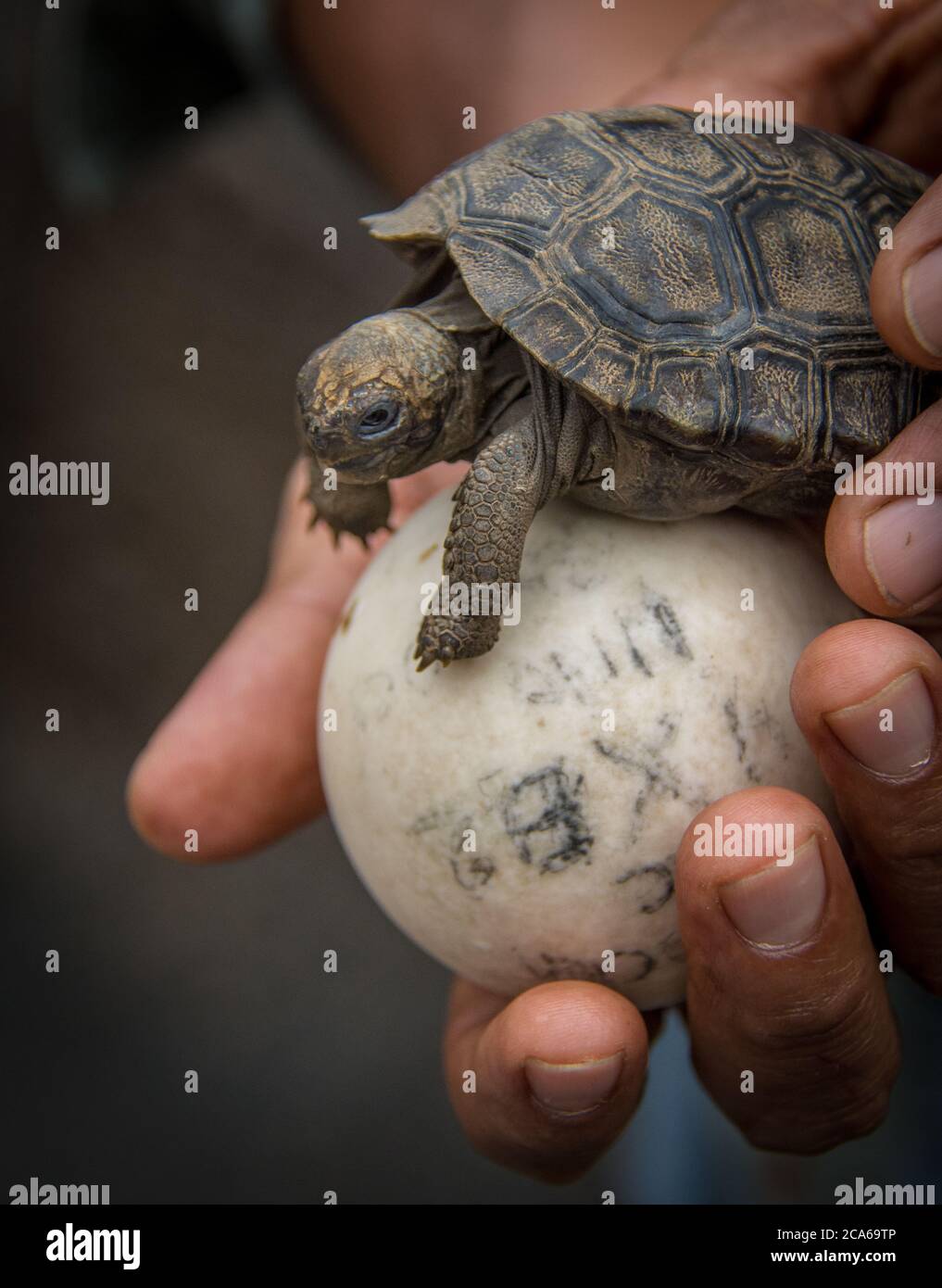 Baby tortoise and egg Stock Photo Alamy