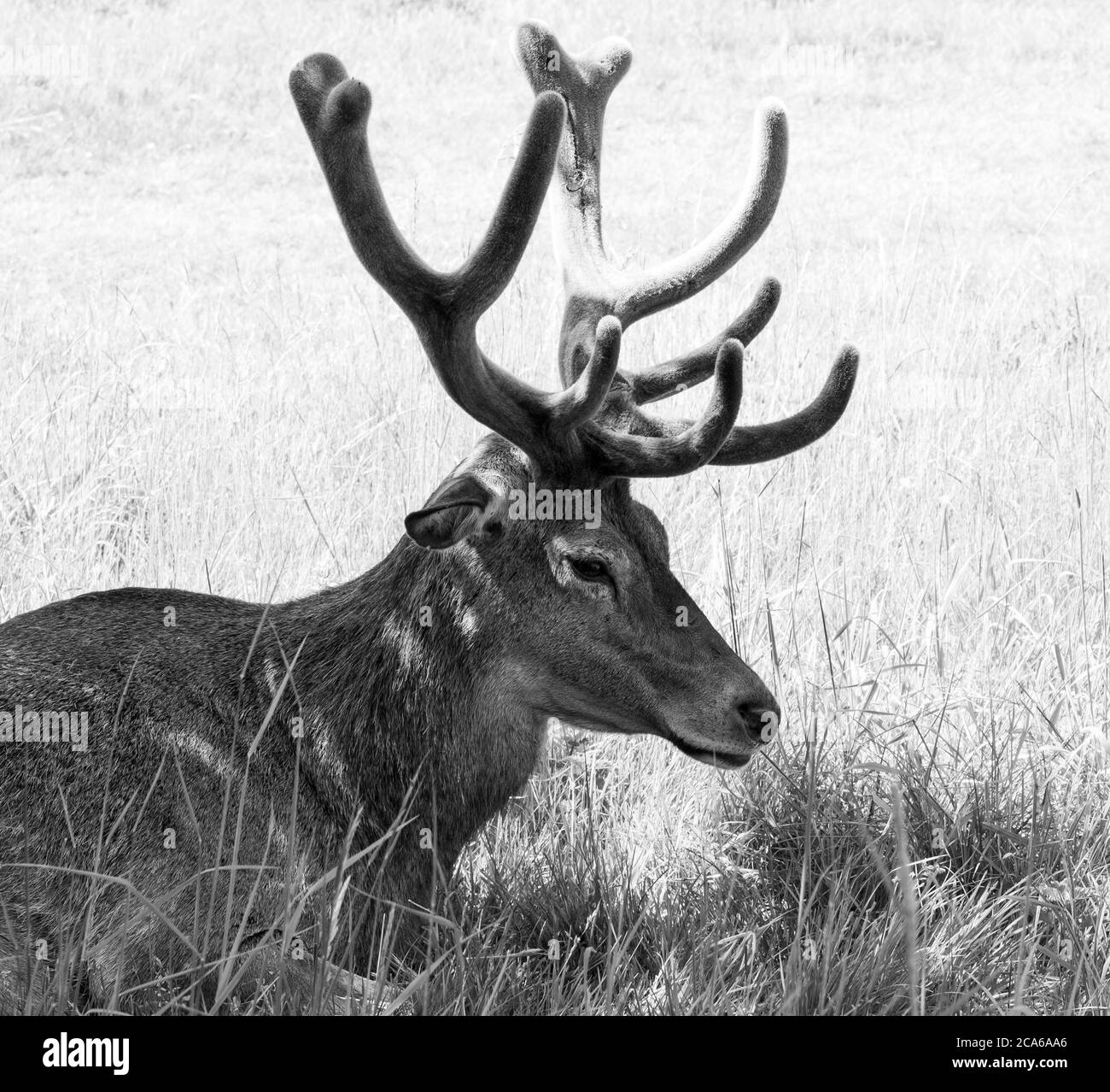Red deer stag example Stock Photo Alamy