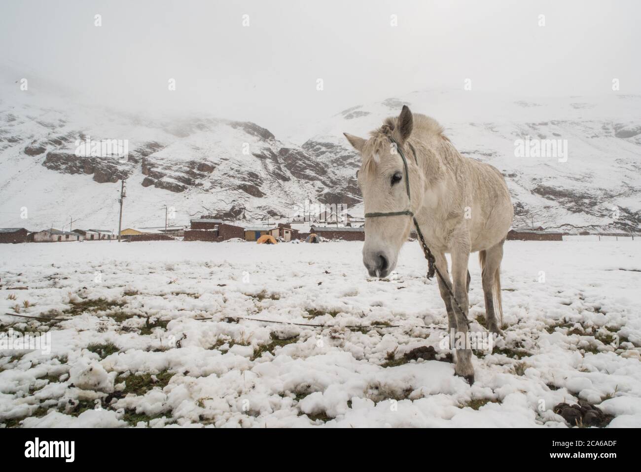A pack horse standing in a snow covered field outside of a small