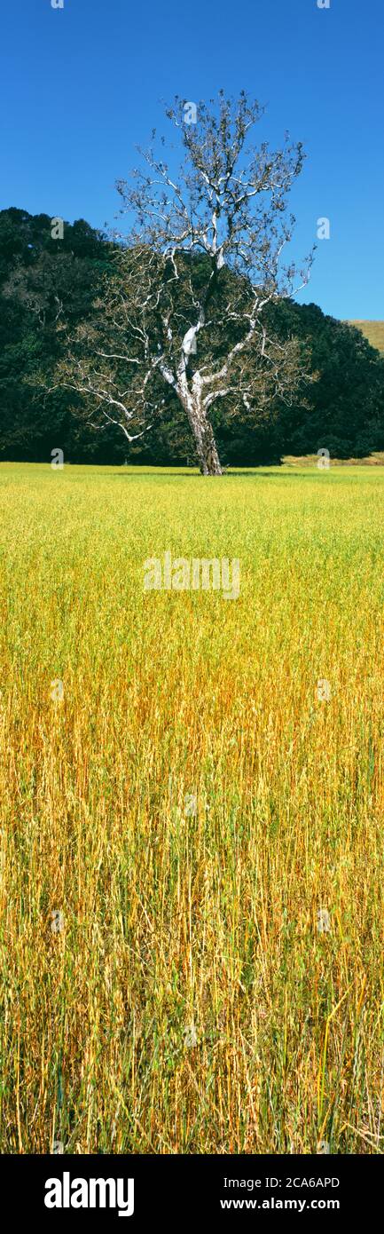 Cambria hi-res stock photography and images - Alamy