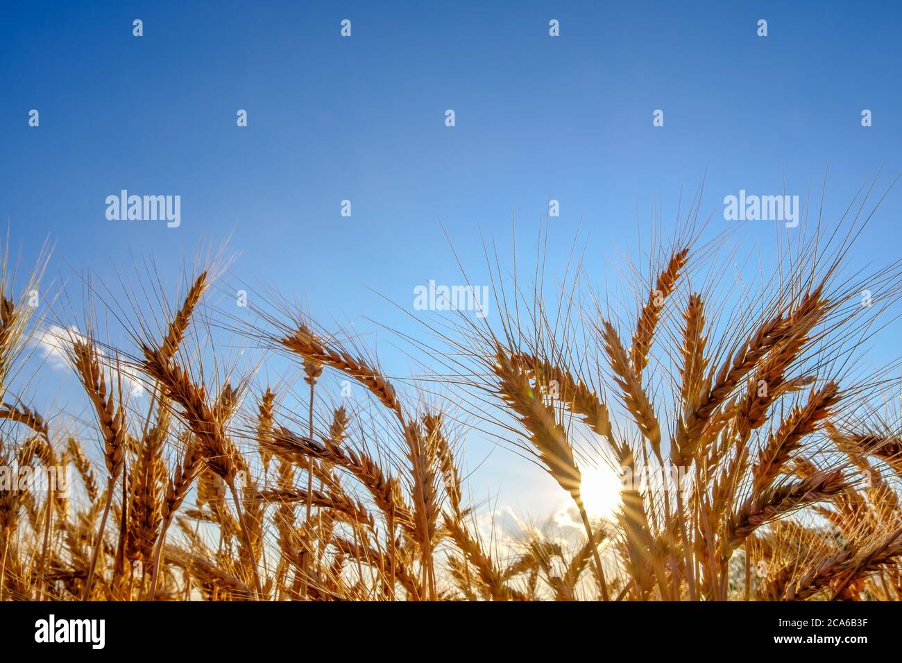 golden ripe wheat ears in evening on the field at sun and blue sky ...