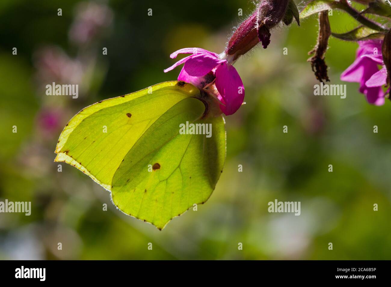 Common brimstone butterfly on the pink flower of Red campion Stock Photo
