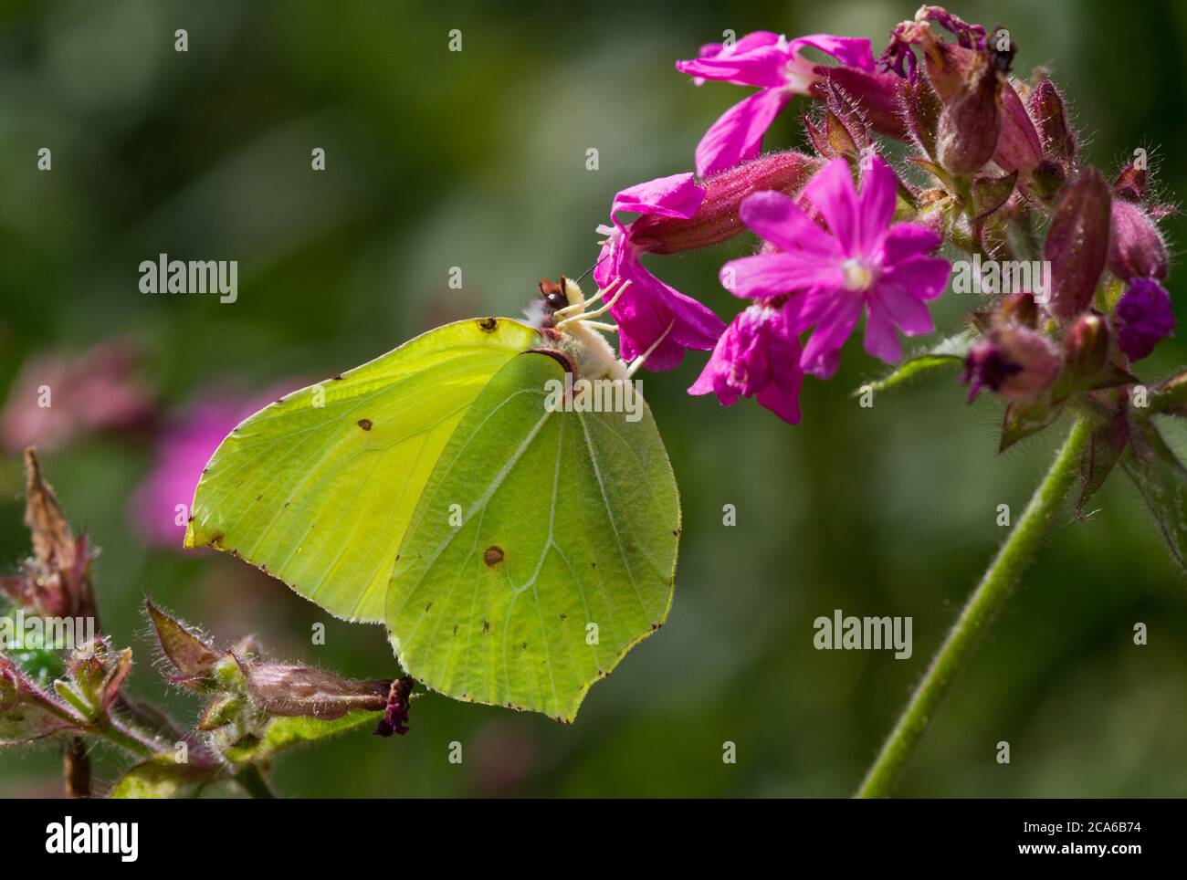 Common brimstone butterfly on the pink flower of Red campion Stock Photo