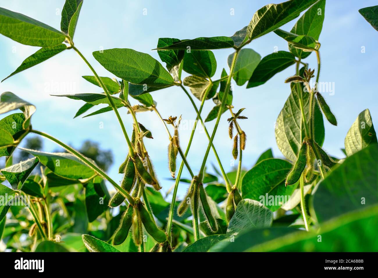 Soya bean plant hi-res stock photography and images - Alamy