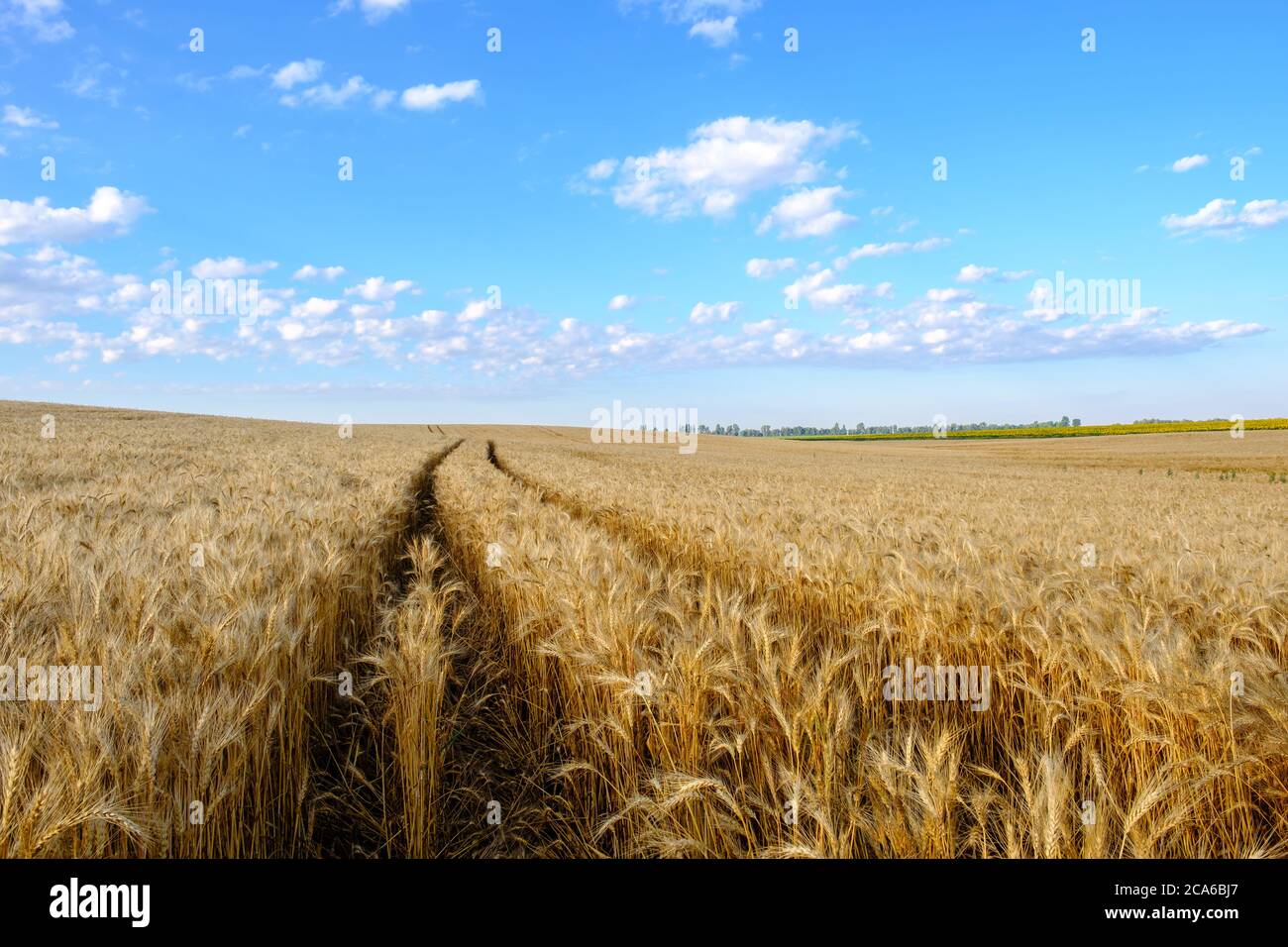 Field of Golden wheat on hilly terrain and tractor trail at blue sky background  Stock Photo