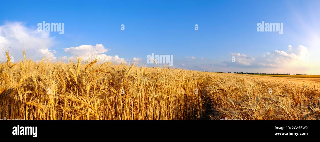 Panorama field of Golden wheat on hilly terrain and tractor trail at blue sky  Stock Photo