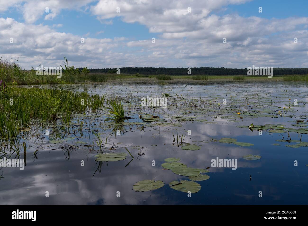 Cloud reflection in Okhotnichye (Hunters) Lake. Eco route in the "Rakovyye ozera" (Crayfish lakes) nature reserve, Leningrad region, Russia Stock Photo