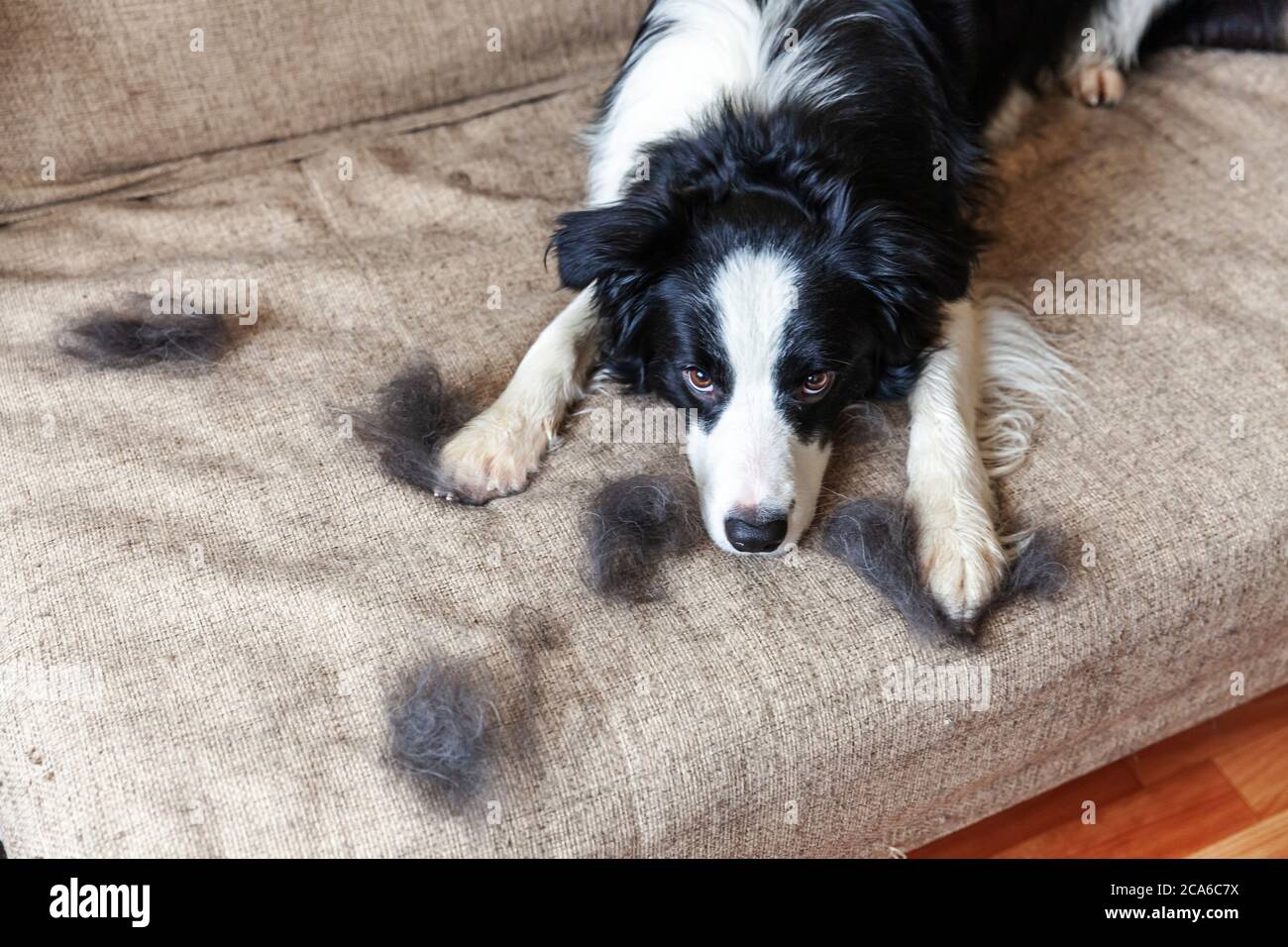dogs molting fur