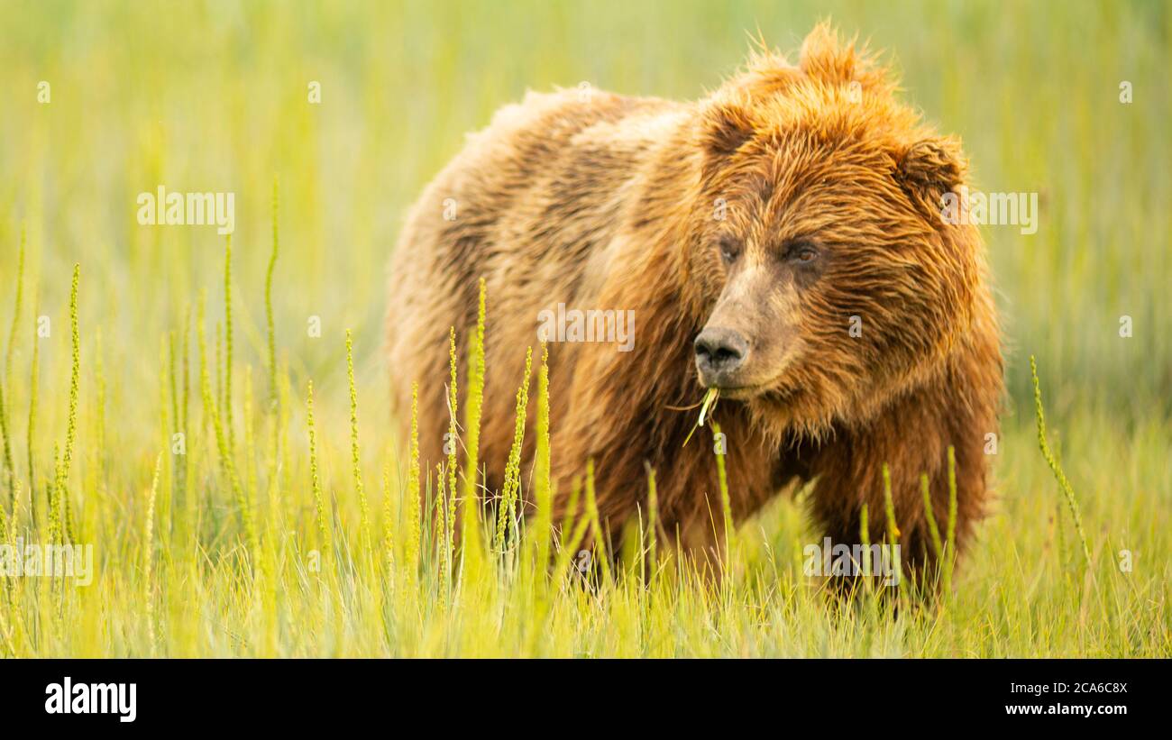 A large Alaskan Grizzly bear looks over to check her cubs while grazing Stock Photo