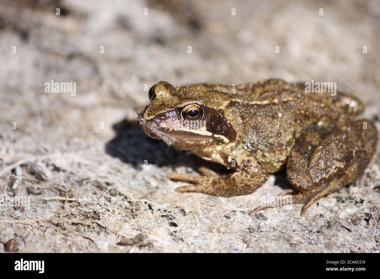 Frog resting in the dirt Stock Photo
