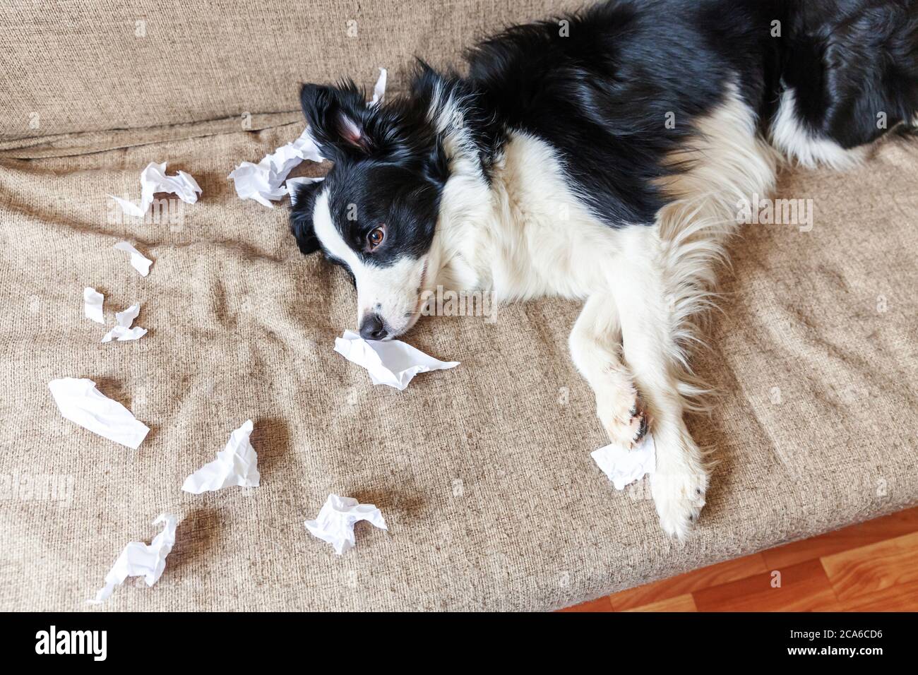Why Do Border Collie Puppies Bite