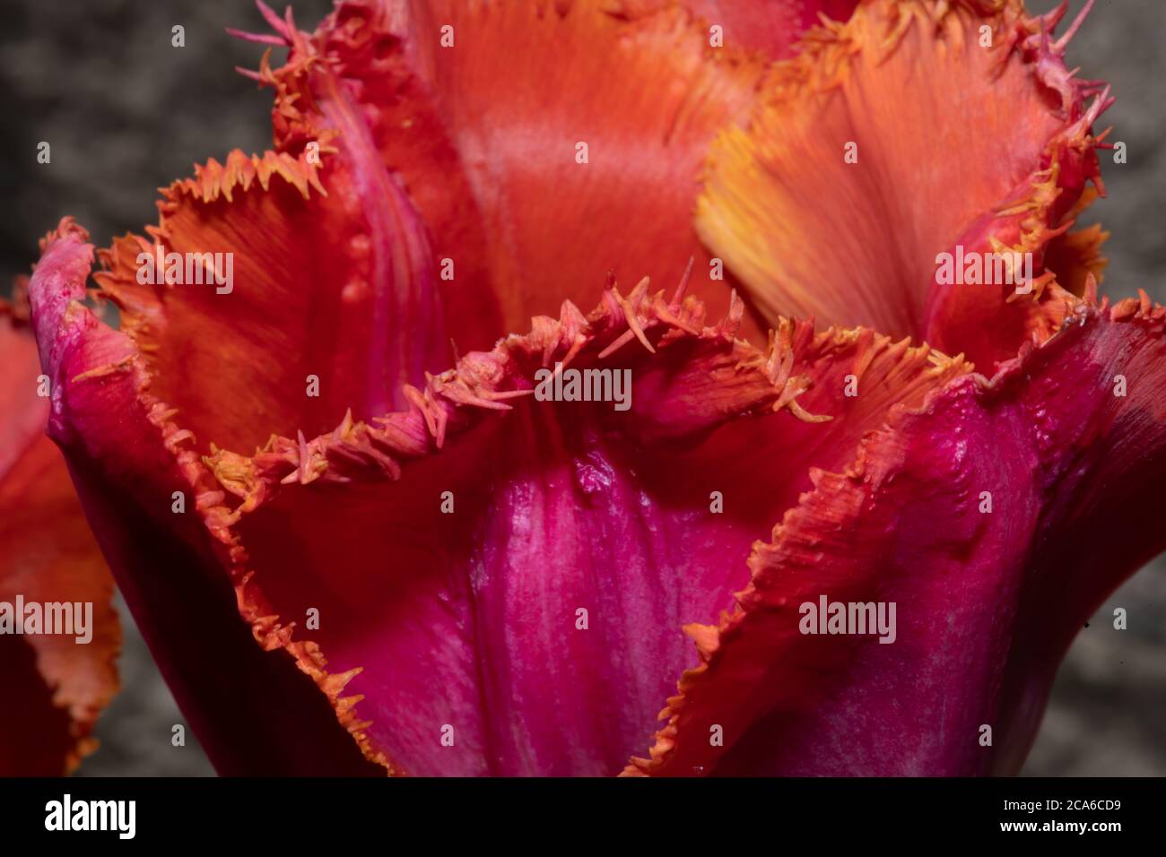 Shaggy Red and Orange Tulip Stock Photo