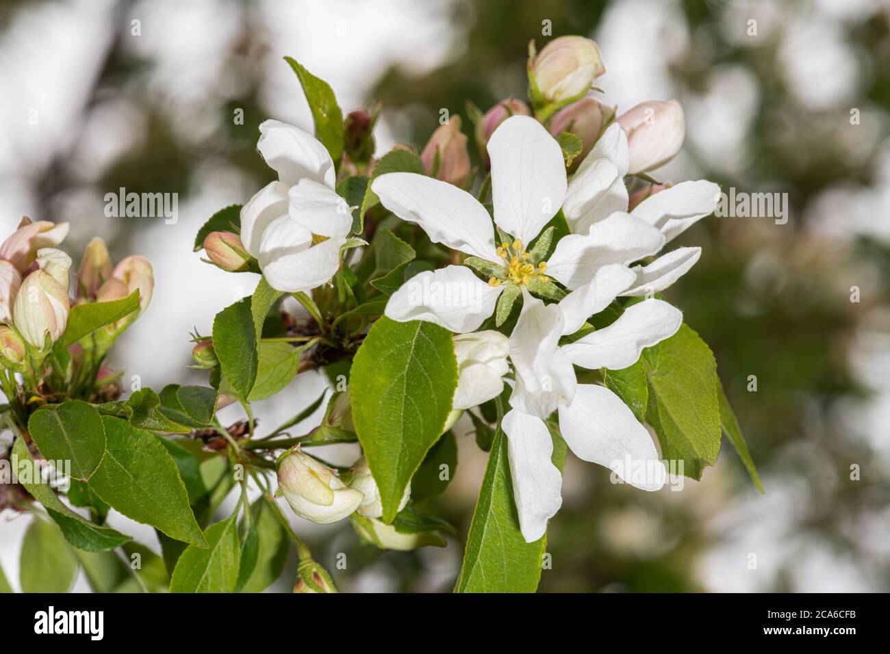 Malus Spring Snow High Resolution Stock Photography And Images Alamy