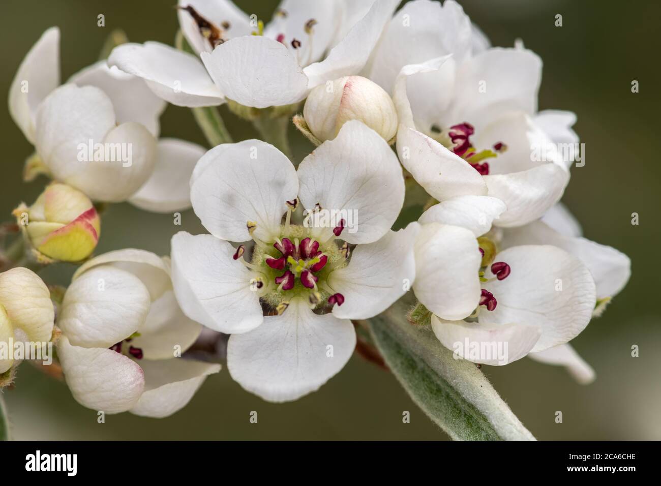 Flowers of Weeping Willow-Leafed Pear (Pyrus salicifolia 'Pendula') Stock Photo