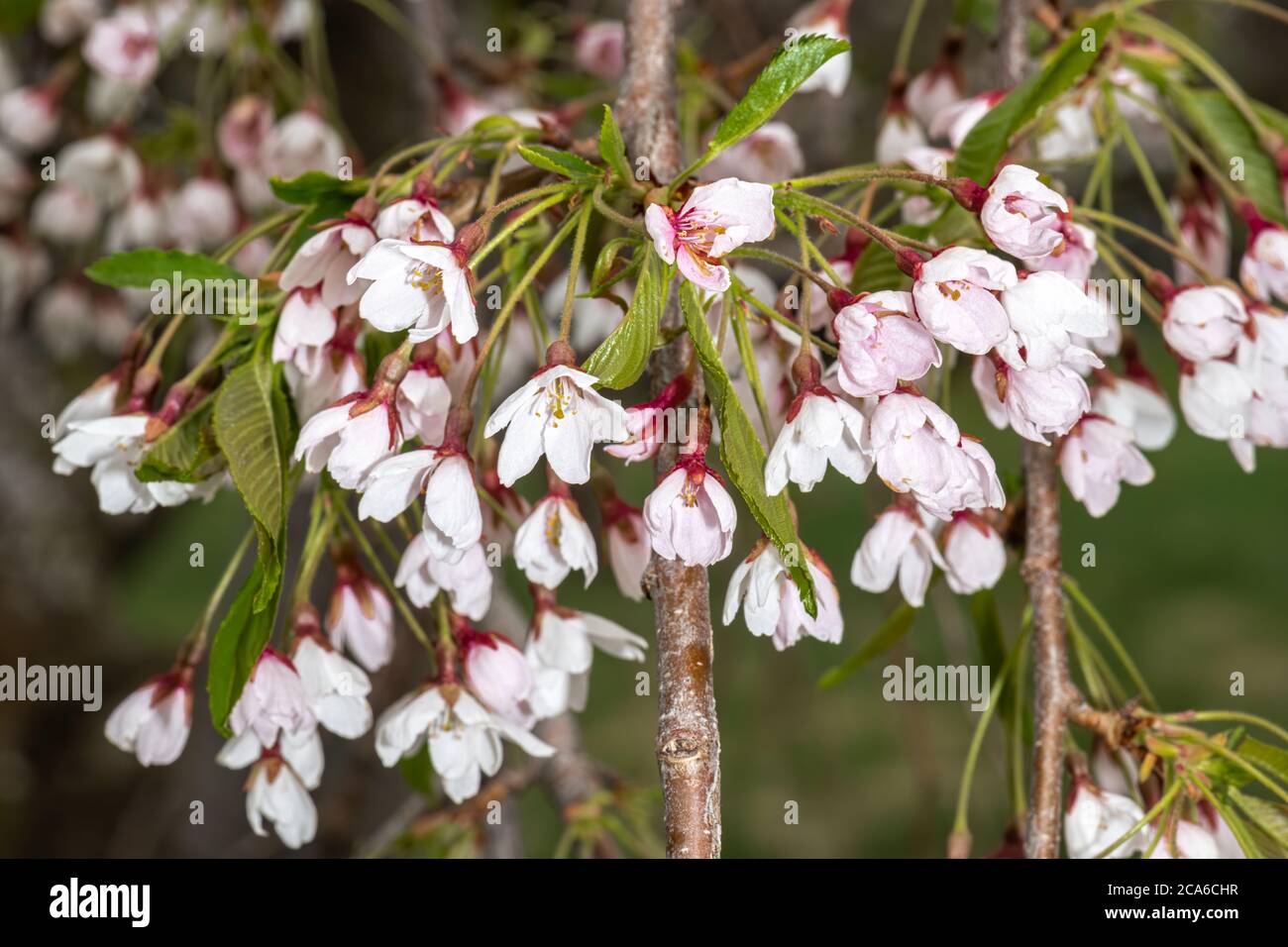 Flowering Weeping or Yoshino Cherry (Prunus x yedoensis 'Shidare ...