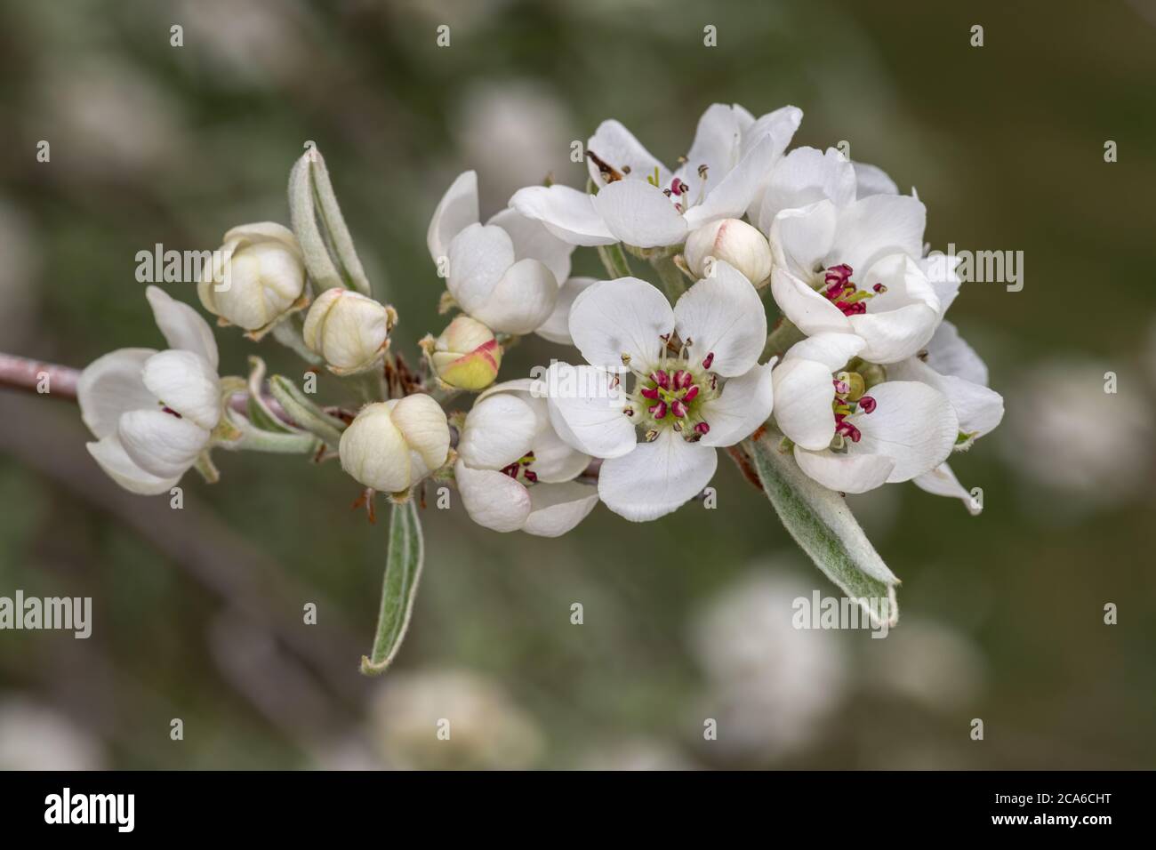 Flowers of Weeping Willow-Leafed Pear (Pyrus salicifolia 'Pendula') Stock Photo