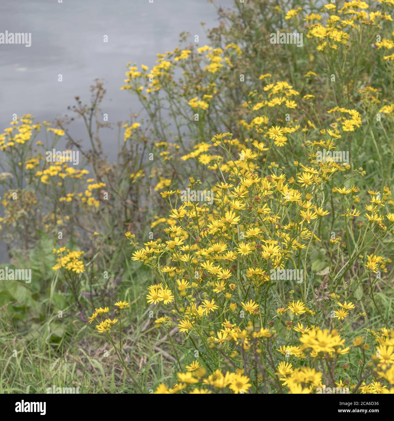 Flowering Marsh Ragwort, Water Ragwort / Senecio aquaticus. Member of Asteraceae once used as medicinal plant in herbal remedies. Wild yellow flowers. Stock Photo