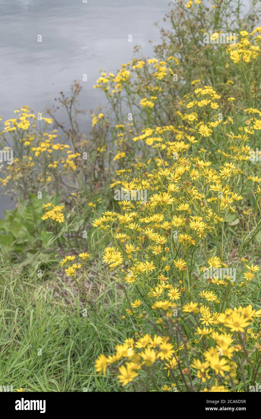 Water Ragwort Flowering Marsh Ragwort, Water Ragwort / Senecio aquaticus. Member of ...