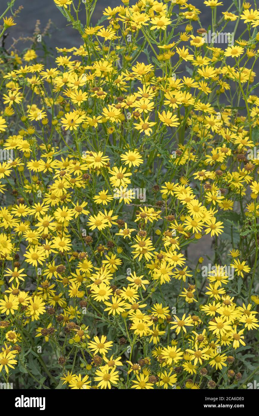 Flowering Marsh Ragwort, Water Ragwort / Senecio aquaticus. Member of ...
