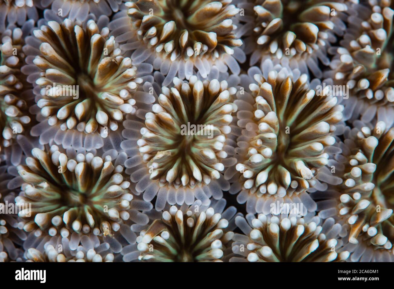 Detail of a star coral, Galaxea sp., growing on a coral reef in Indonesia. This part of the world harbors extraordinary marine biodiversity. Stock Photo