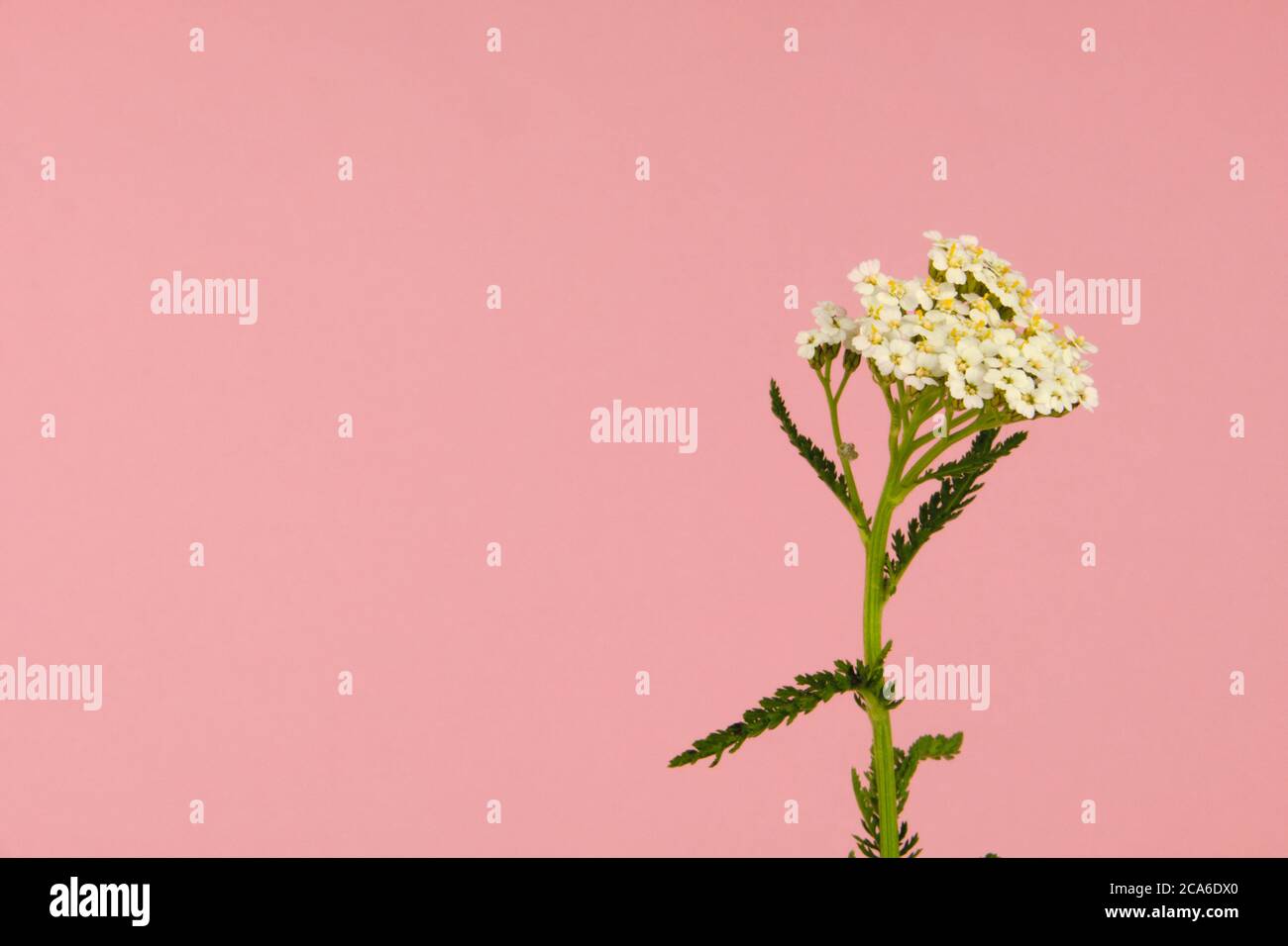 Close-up of a wild flower known as common yarrow on a pink background, scientific name Achillea millefolium Stock Photo