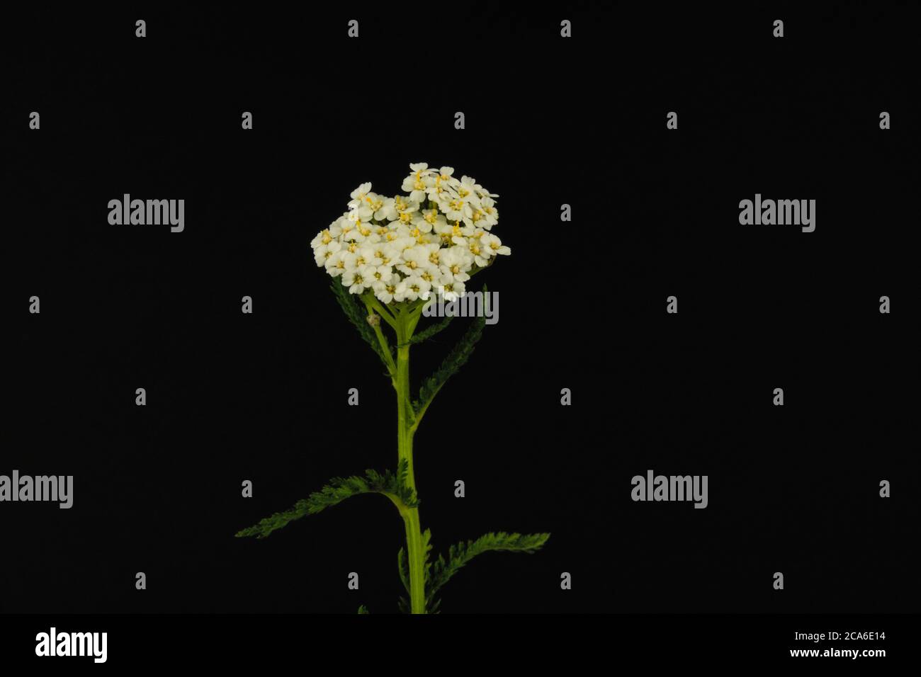 Close-up of a wild flower known as common yarrow on a black background, scientific name Achillea millefolium Stock Photo