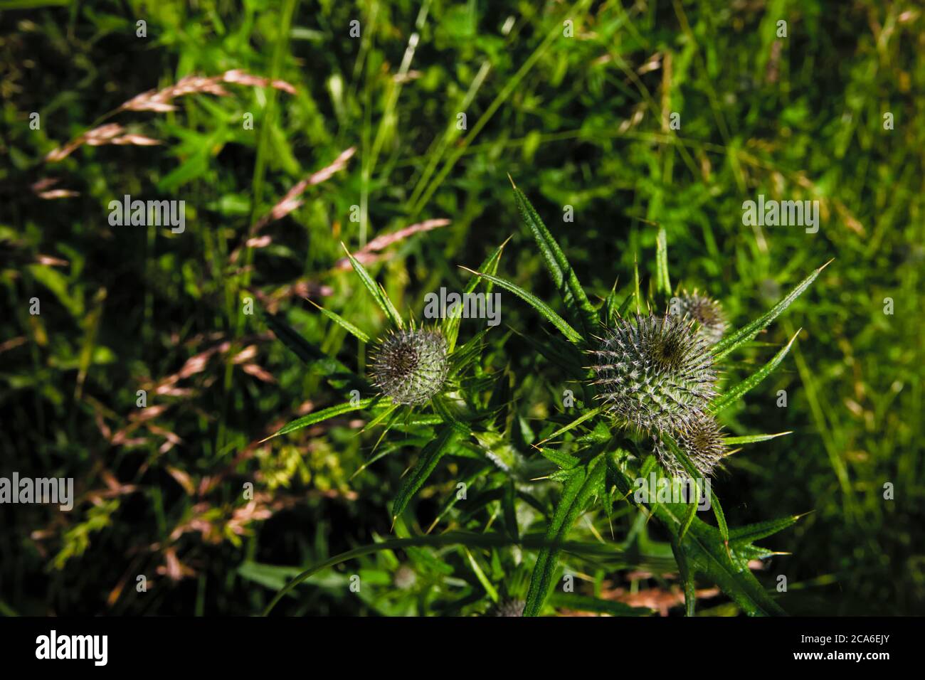 Close-up of the leaf lobes of a spear thistle also kwon as common thistle, scientific name Cirsium vulgare Stock Photo