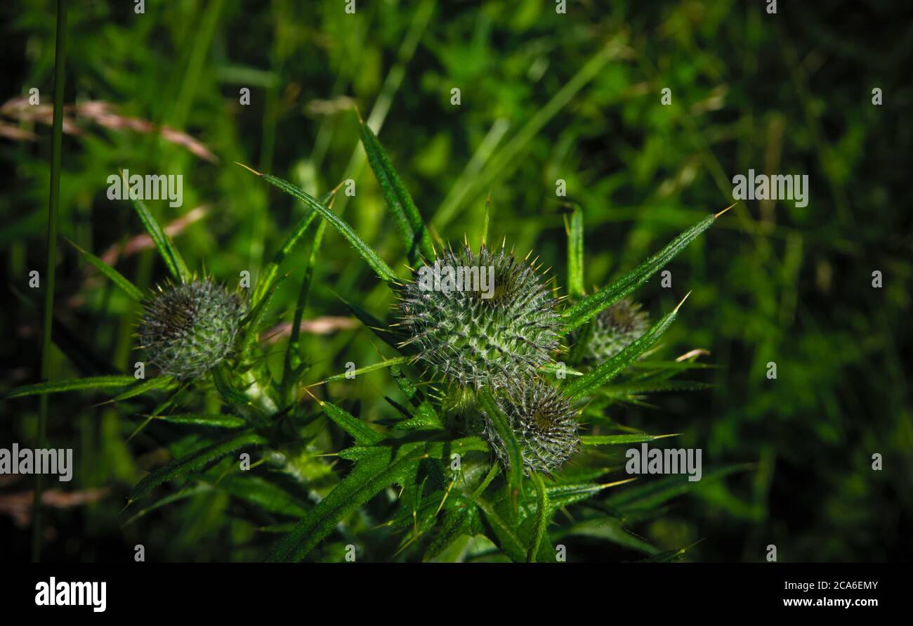 Close-up of the leaf lobes of a spear thistle also kwon as common thistle, scientific name Cirsium vulgare Stock Photo