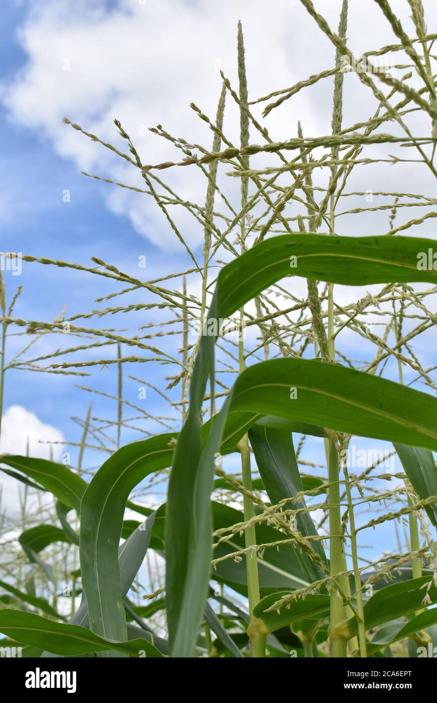 Corn detassel hires stock photography and images Alamy