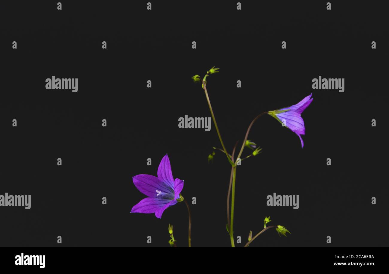 Close-up of a Spreading Bellflower, on a black background, scientific name Campanula patula Stock Photo