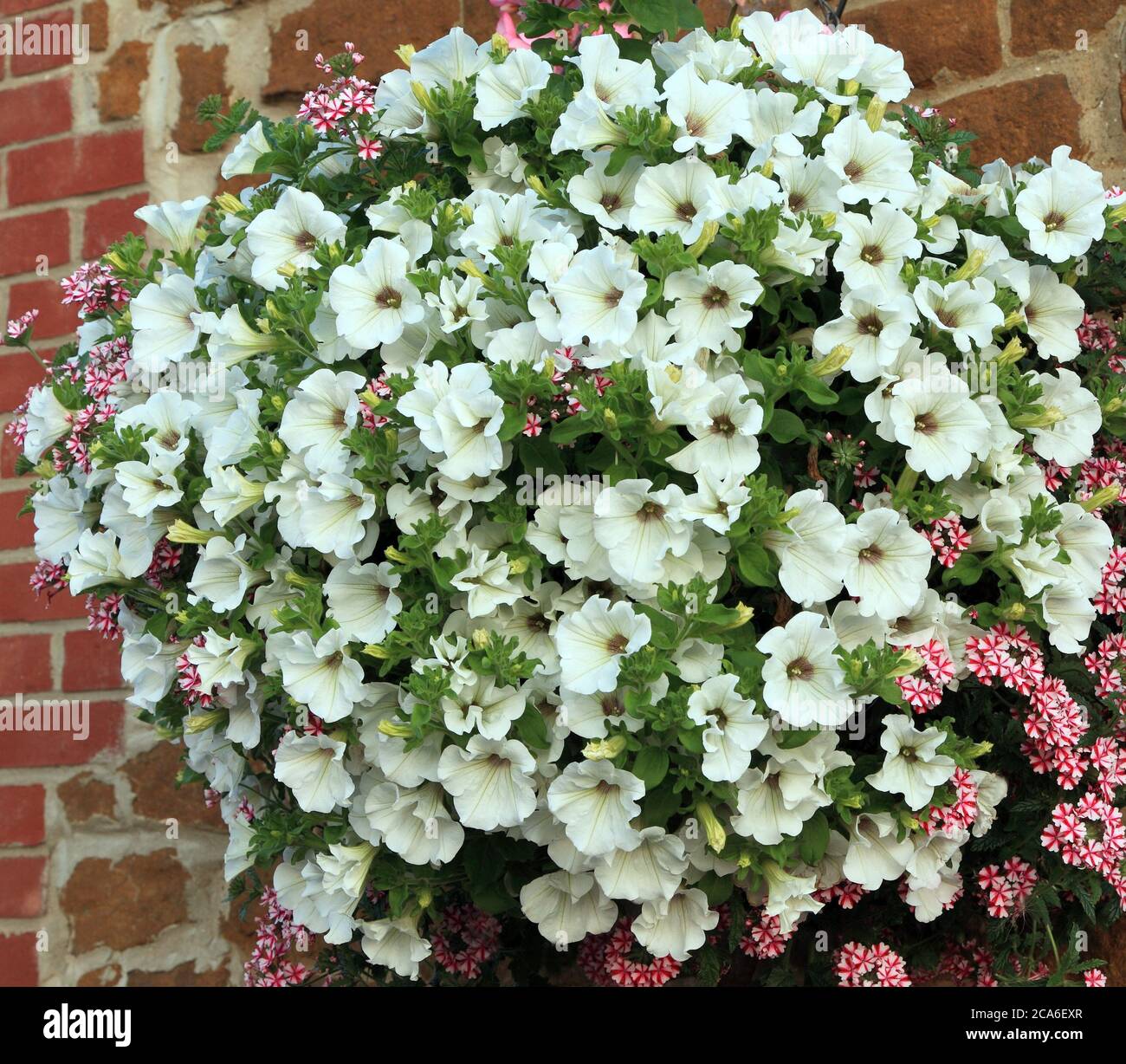 Hanging basket, white petunias, house wall Stock Photo