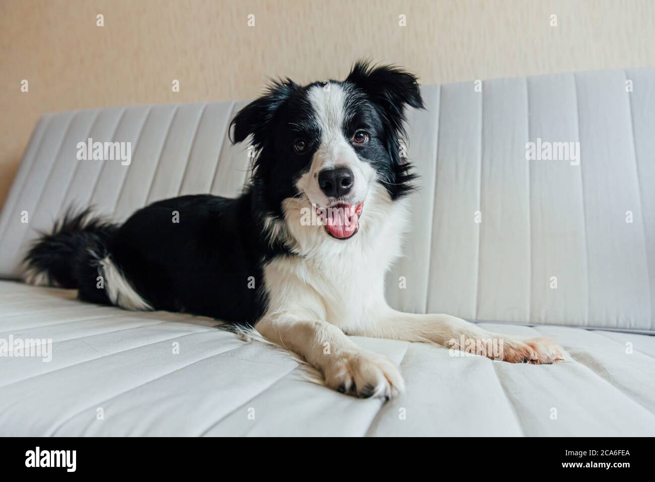 Funny portrait of cute smiling puppy dog border collie on couch indoors. New lovely member of family little dog at home gazing and waiting. Pet care and animals concept Stock Photo