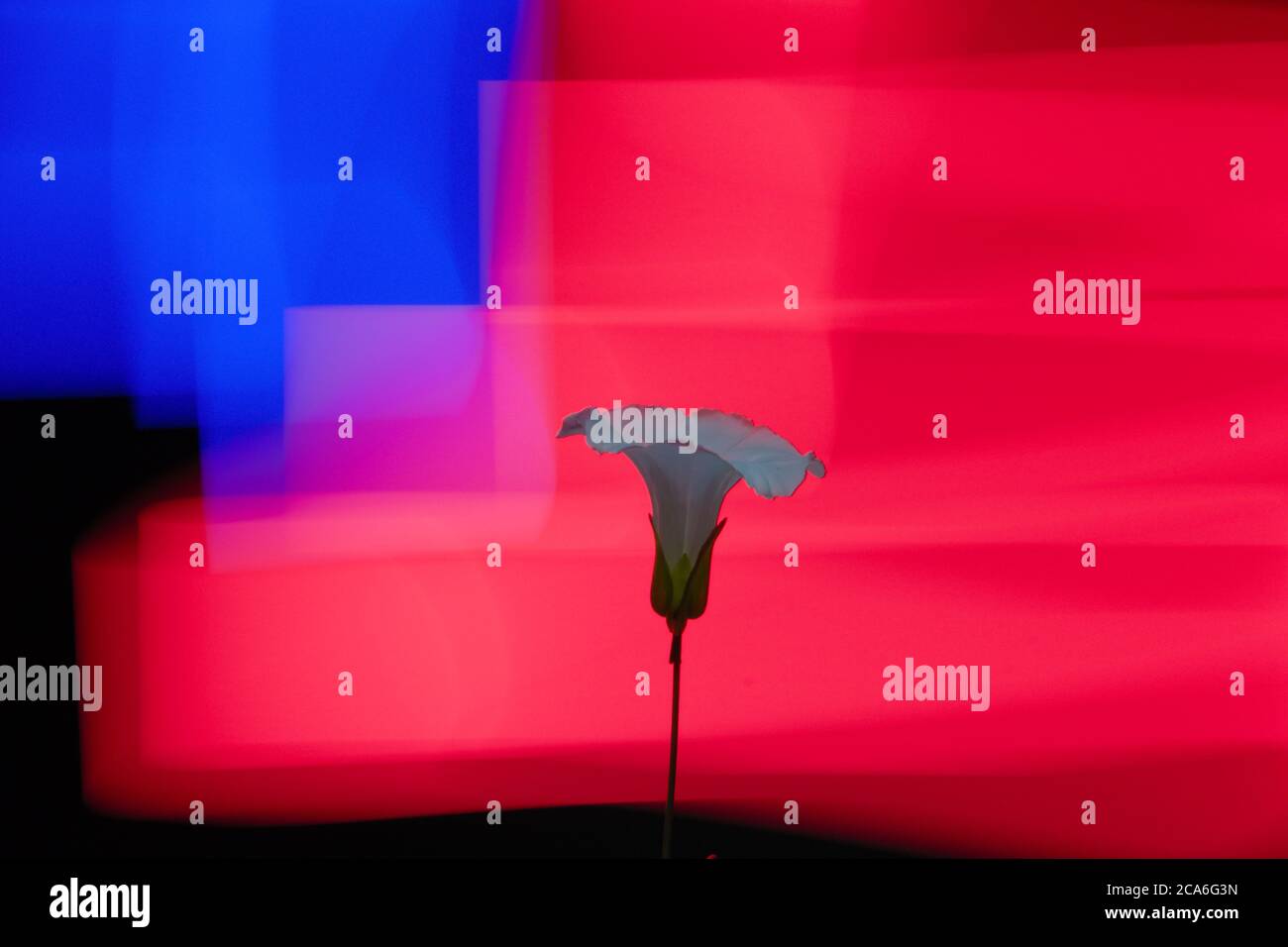 Slow exposure plant light hi-res stock photography and images - Alamy