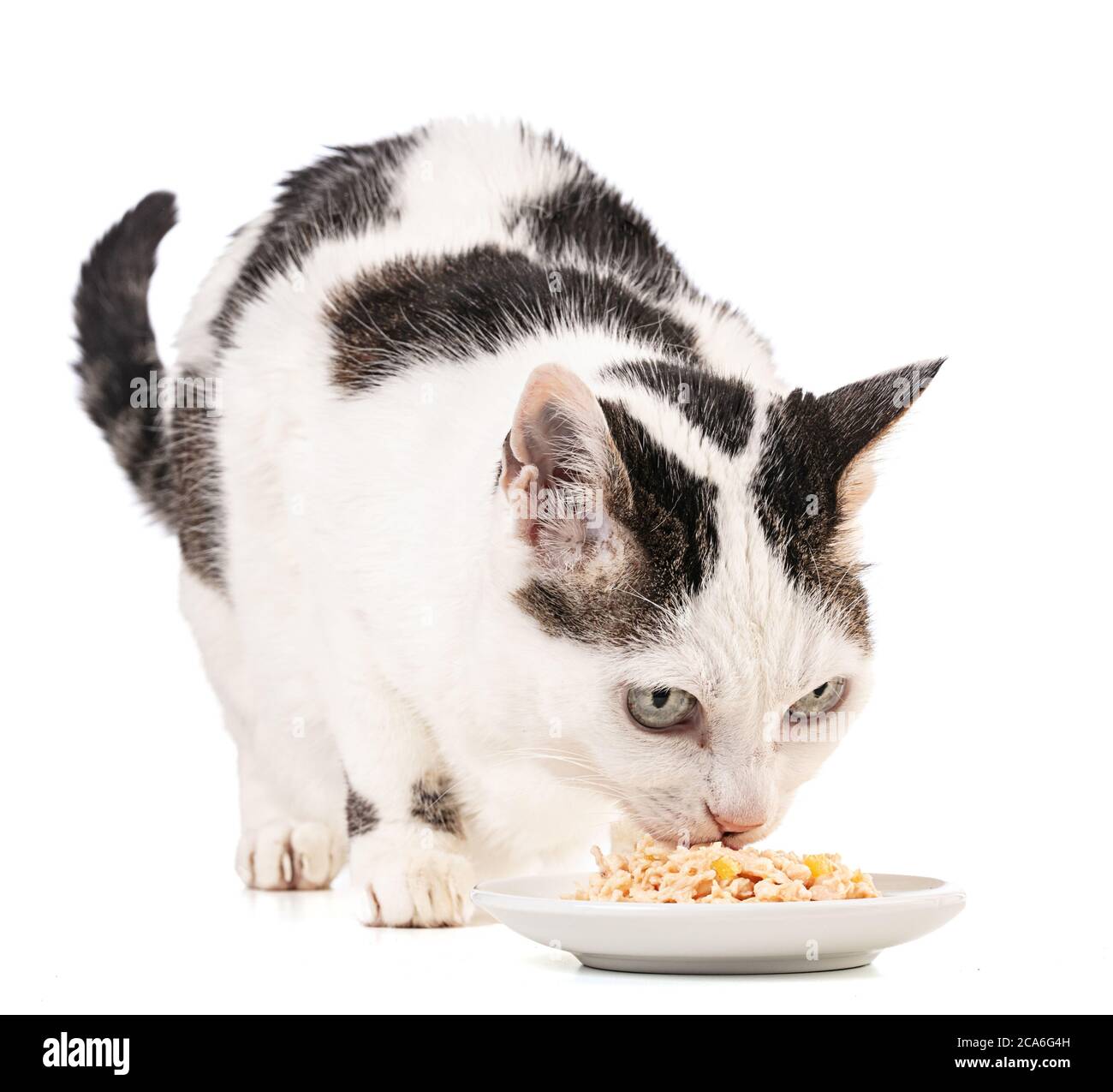 Cat eating food from a plate on a white background Stock Photo Alamy