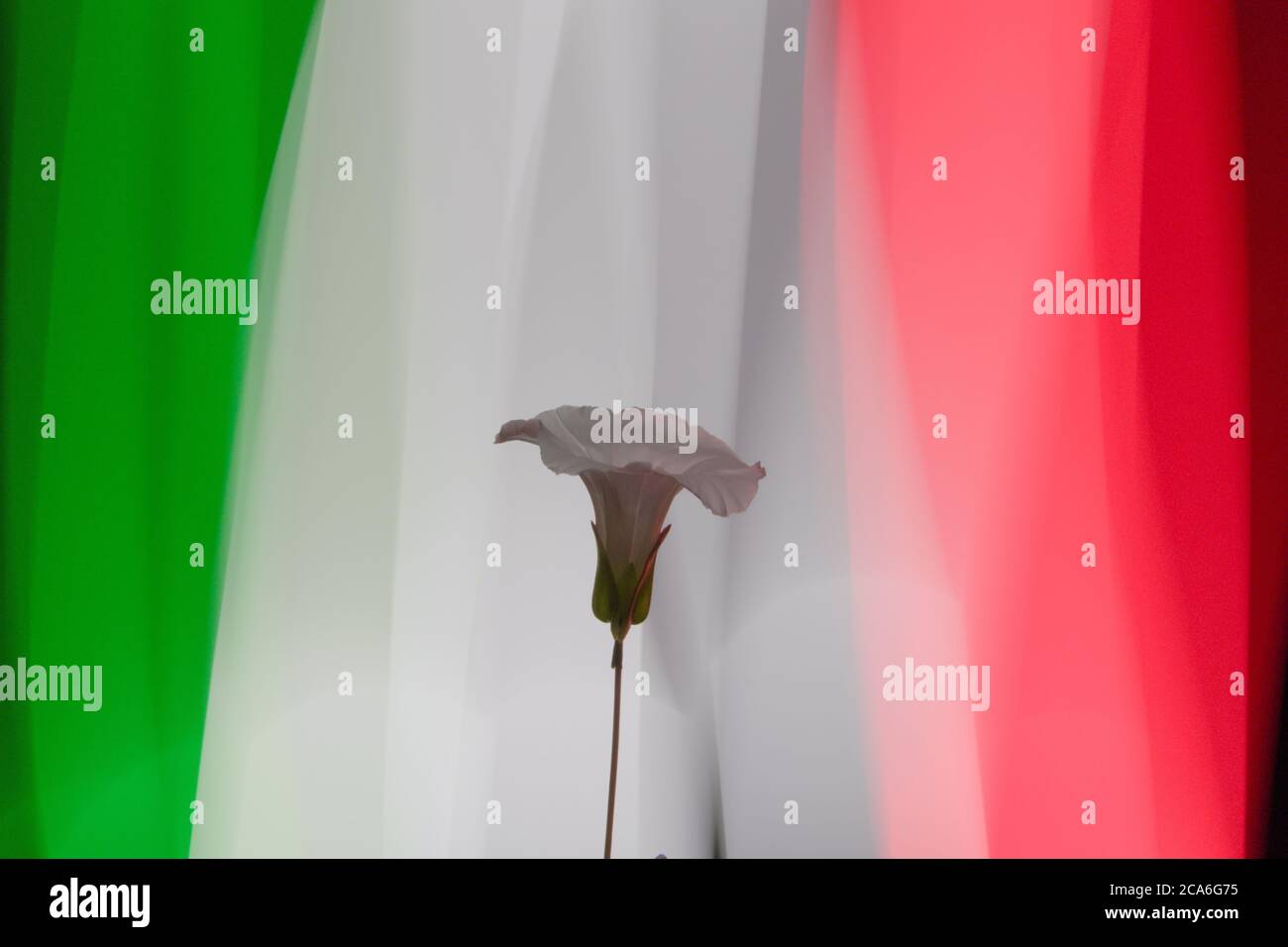 White flower under darkness symbolizing peace, in front of a Italian flag made of color lights with long exposure Stock Photo