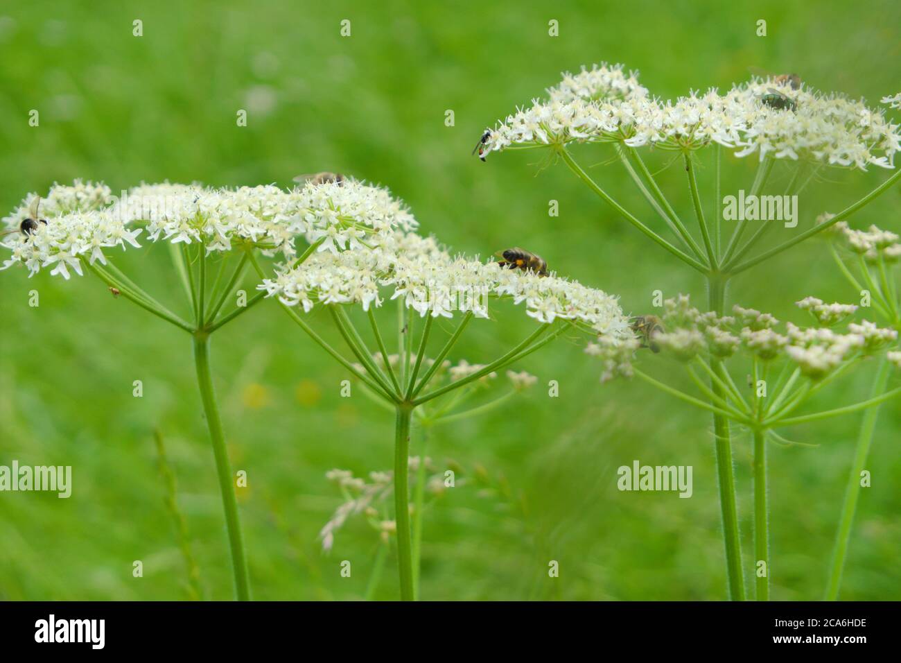 Insects on top of a Wild white European flower Cow parsley, iunder the sun in the summer scientific name Anthriscus sylvestris Stock Photo