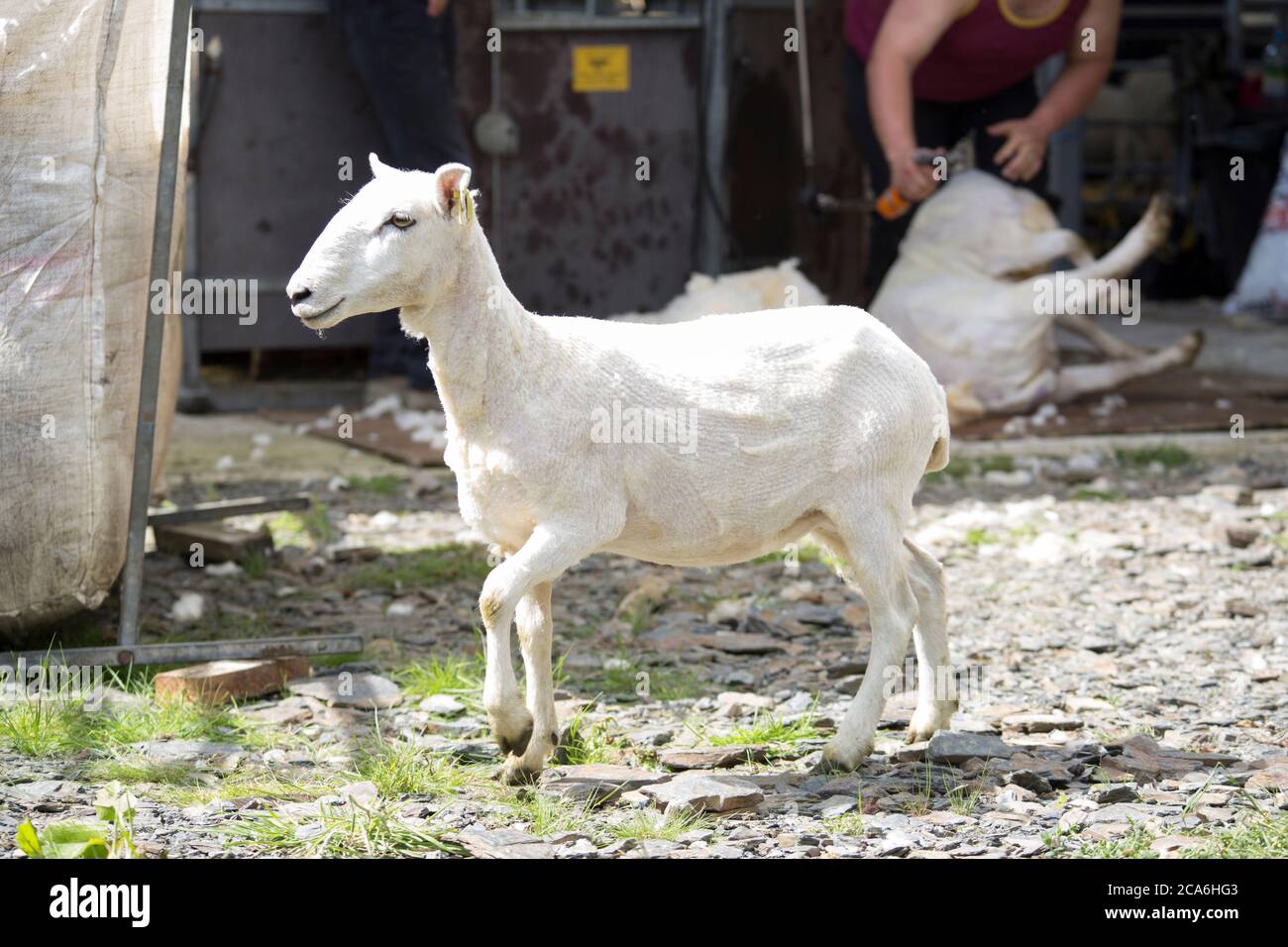 Freshly shorn sheep Stock Photo Alamy