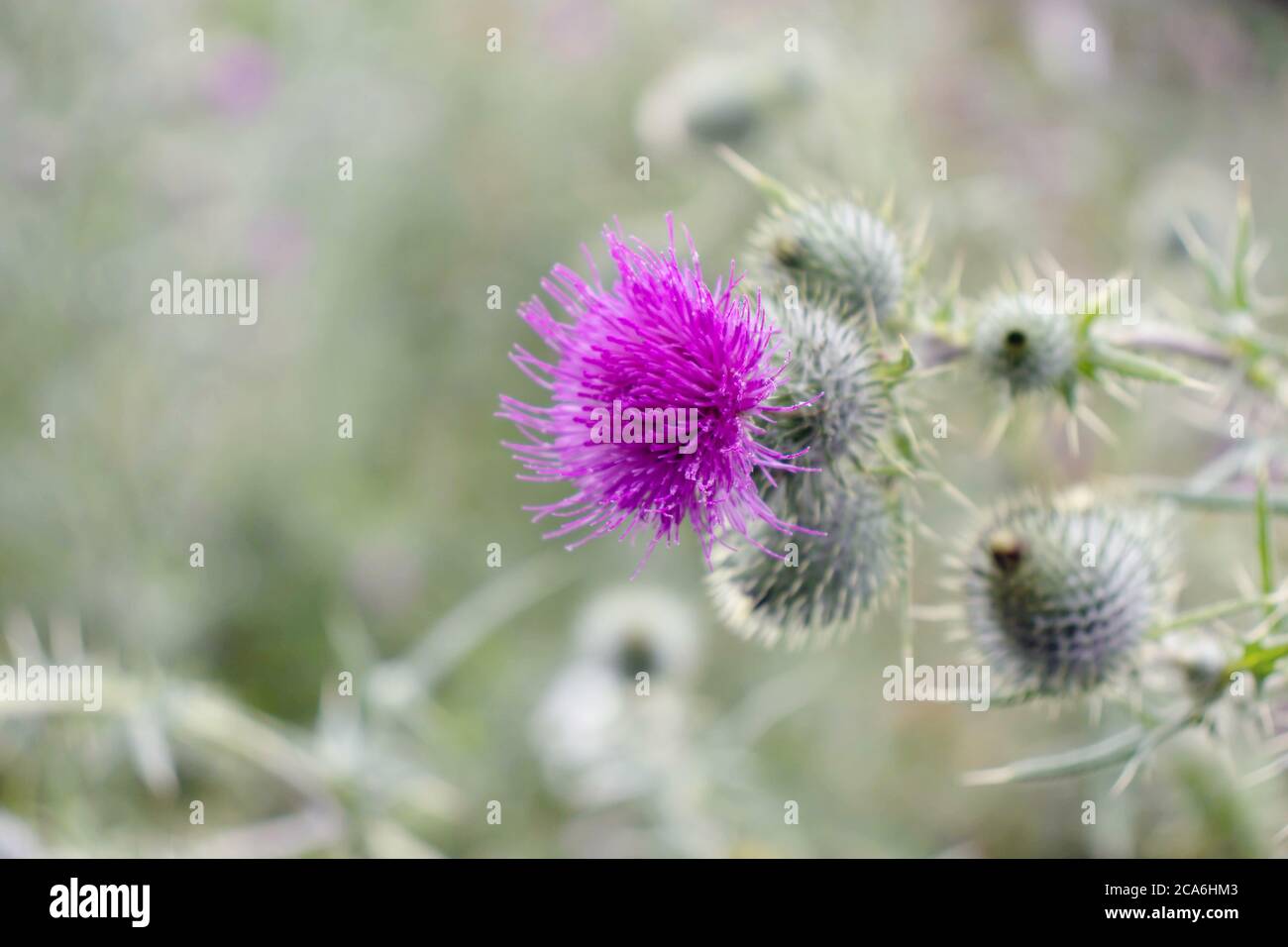 Purple thistle flower and prickly buds. Cirsium flowering plant,aster family, Asteraceae. Stock Photo