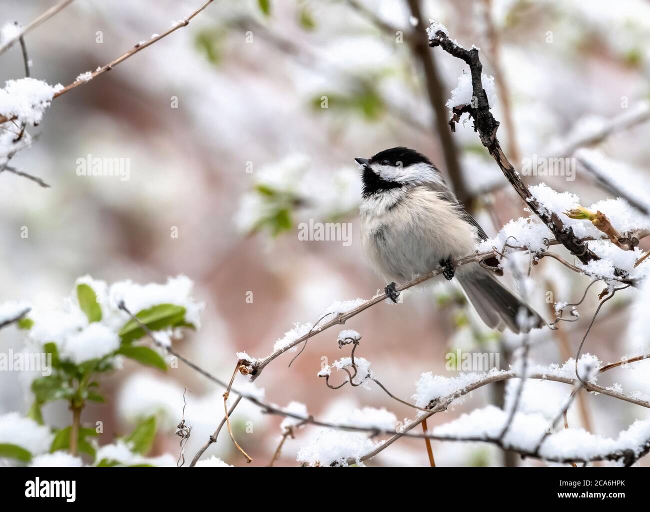 A Black-capped Chickadee with snowflakes on his beak enjoying the freshly fallen snow of a Spring storm. Stock Photo