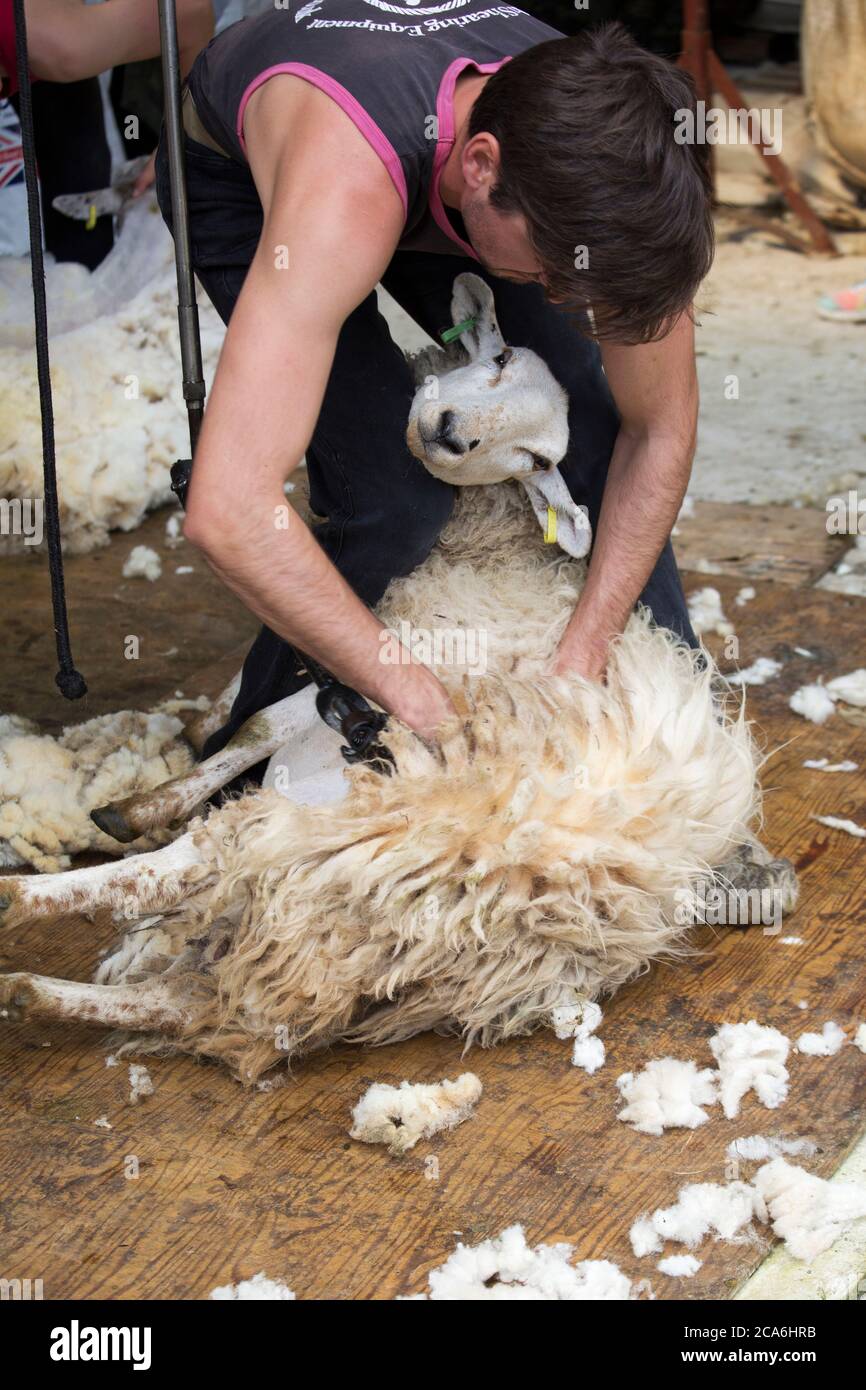 Sheep Shearing Stock Photo Alamy