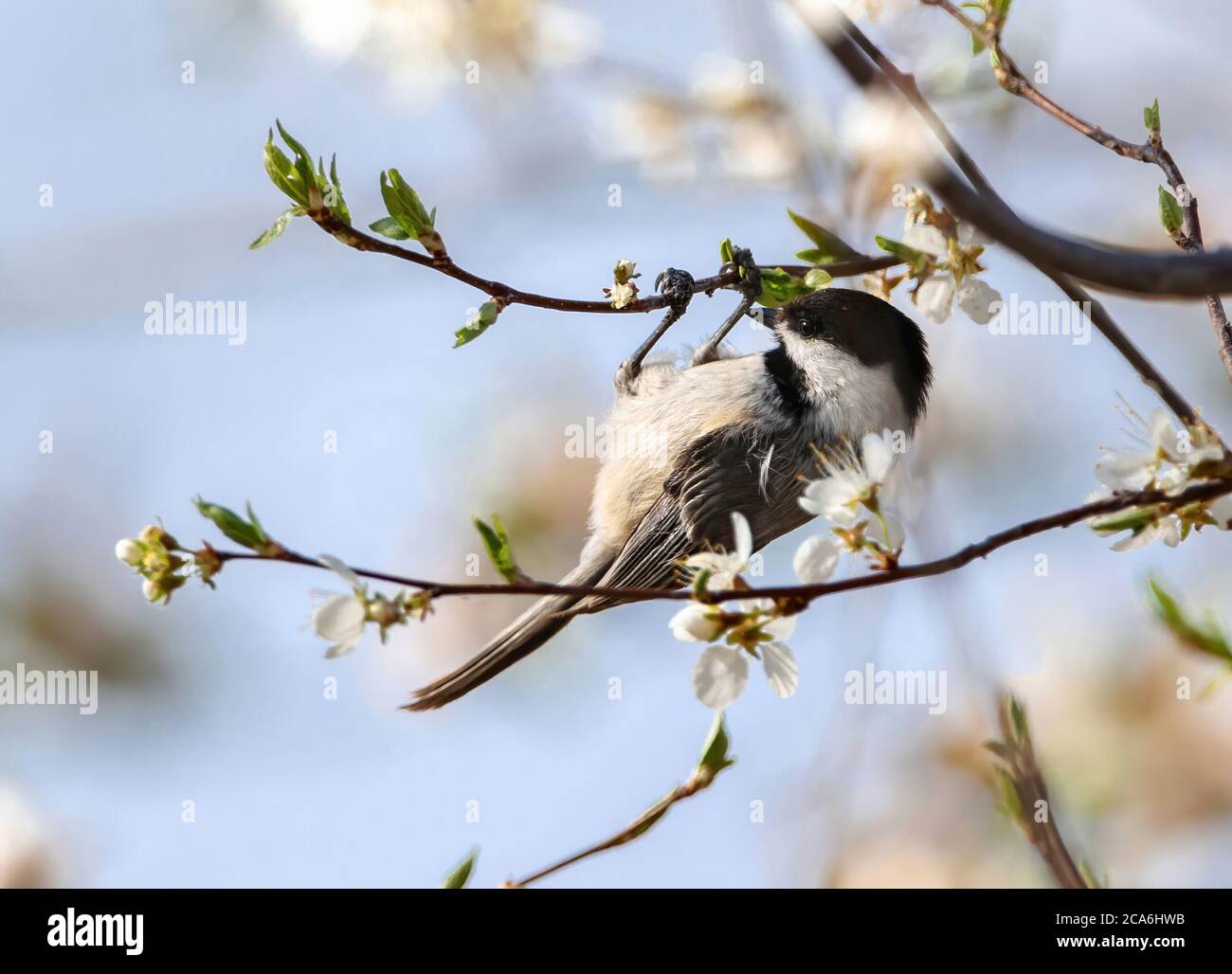 A Black-capped Chickadee hanging upside down on the twig of a Cherry tree in the Spring. Stock Photo
